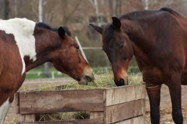 A herd of horses eats grass from a feeder in a pen