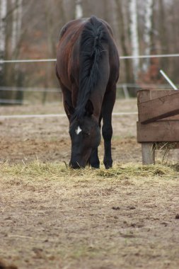 A large brown horse in a pen eating grass against the backdrop of an autumn forest