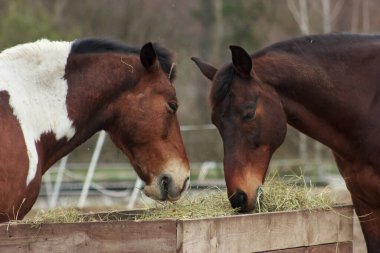 A herd of horses eats grass from a feeder in a pen