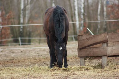 A large brown horse in a pen eating grass against the backdrop of an autumn forest