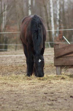 A large brown horse in a pen eating grass against the backdrop of an autumn forest