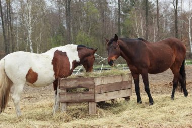 A herd of horses eats grass from a feeder in a pen