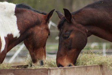 A herd of horses eats grass from a feeder in a pen