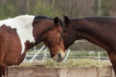 A herd of horses eats grass from a feeder in a pen
