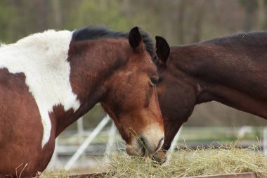 A herd of horses eats grass from a feeder in a pen