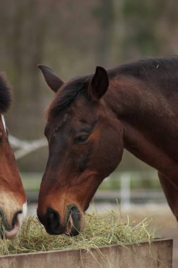 A herd of horses eats grass from a feeder in a pen