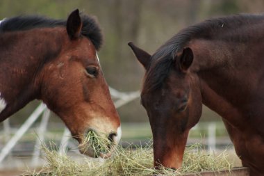 A herd of horses eats grass from a feeder in a pen