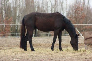 A herd of horses eats grass from a feeder in a pen