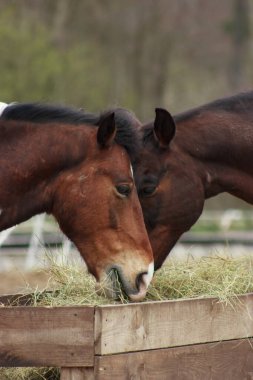 A herd of horses eats grass from a feeder in a pen