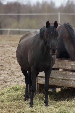 A herd of horses eats grass from a feeder in a pen