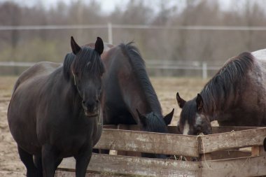 A herd of horses eats grass from a feeder in a pen