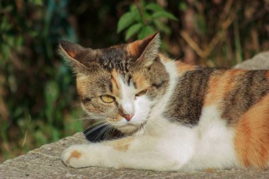 A three-colored cat lies on a concrete slab and warms up