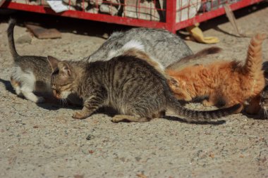 Cats and kittens in a garbage dump looking for food on a summer day