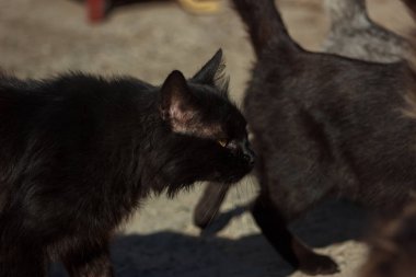 Cats and kittens in a garbage dump looking for food on a summer day