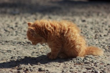 orange fluffy cute kitten licks and eats from the ground