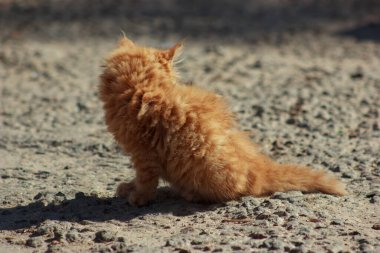 orange fluffy cute kitten licks and eats from the ground