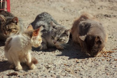 Cats and kittens in a garbage dump looking for food on a summer day