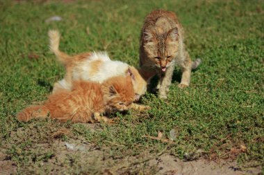 Cats and kittens in a garbage dump looking for food on a summer day