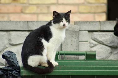 A homeless beautiful cat in the trash
