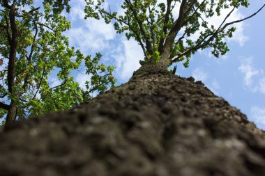 View from the bottom to the top of the trees with the sky looking up