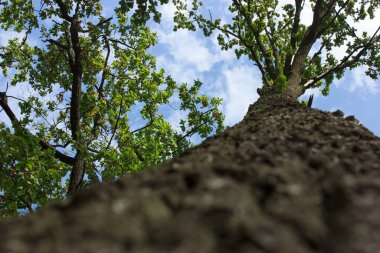 View from the bottom to the top of the trees with the sky looking up