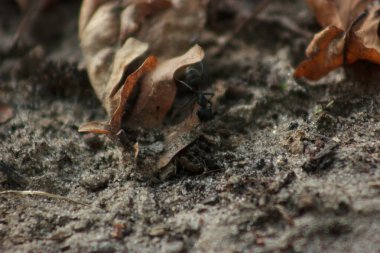 War ants with large jaws run on the ground