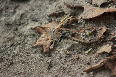 War ants with large jaws run on the ground