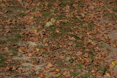 Background of autumn or spring cinnamon fallen leaves on the ground