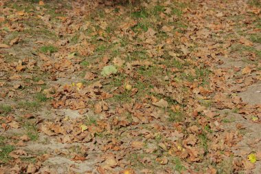 Background of autumn or spring cinnamon fallen leaves on the ground