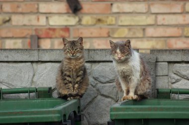Street cats sit on a garbage can against a brick wall