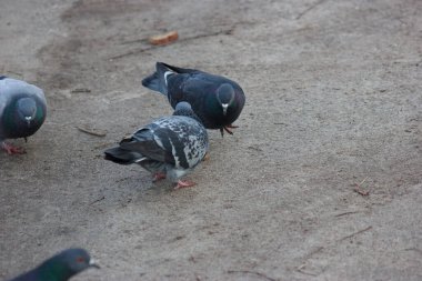 Gray and white pigeons on a baton eating grain and bread