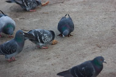 Gray and white pigeons on a baton eating grain and bread