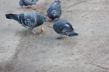 Gray and white pigeons on a baton eating grain and bread