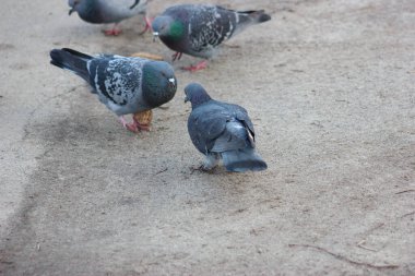 Gray and white pigeons on a baton eating grain and bread