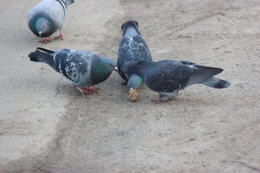 Gray and white pigeons on a baton eating grain and bread