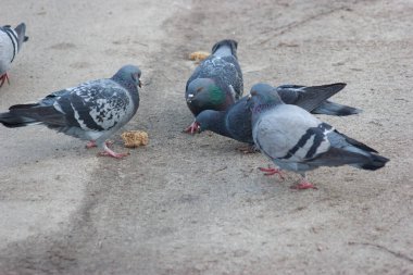Gray and white pigeons on a baton eating grain and bread