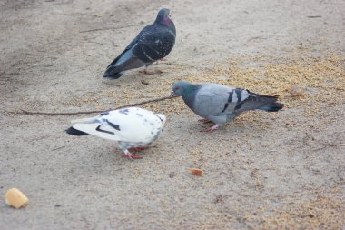 Gray and white pigeons on a baton eating grain and bread