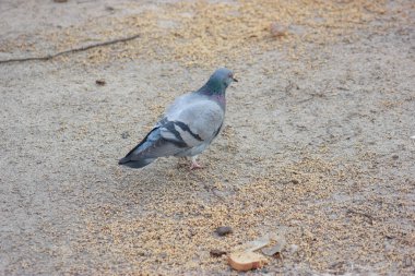 Gray and white pigeons on a baton eating grain and bread