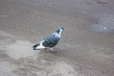 Gray and white pigeons on a baton eating grain and bread
