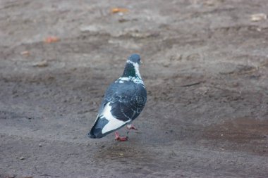 Gray and white pigeons on a baton eating grain and bread
