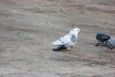 Gray and white pigeons on a baton eating grain and bread