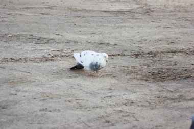 Gray and white pigeons on a baton eating grain and bread
