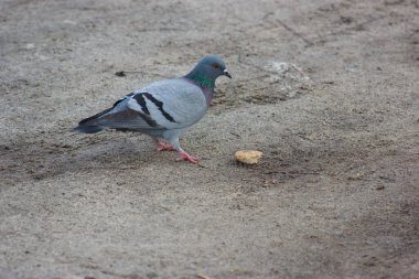 Gray and white pigeons on a baton eating grain and bread