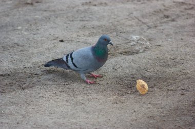 Gray and white pigeons on a baton eating grain and bread