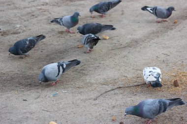 Gray and white pigeons on a baton eating grain and bread