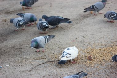 Gray and white pigeons on a baton eating grain and bread