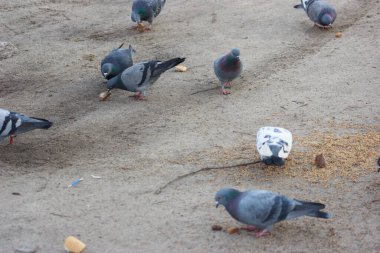 Gray and white pigeons on a baton eating grain and bread