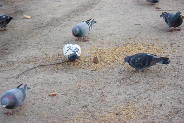 Gray and white pigeons on a baton eating grain and bread
