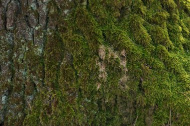 Green, white moss on tree bark