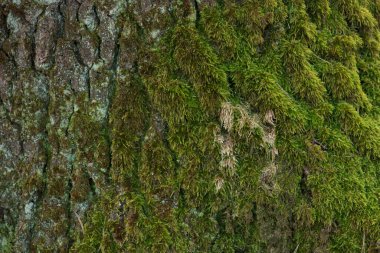 Green, white moss on tree bark